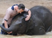 formation soigneur animalier